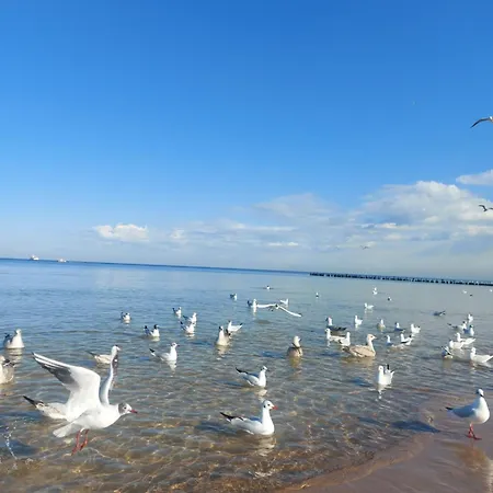 103 Z Widokiem Na Morze Diune & 5* 科沃布热格
